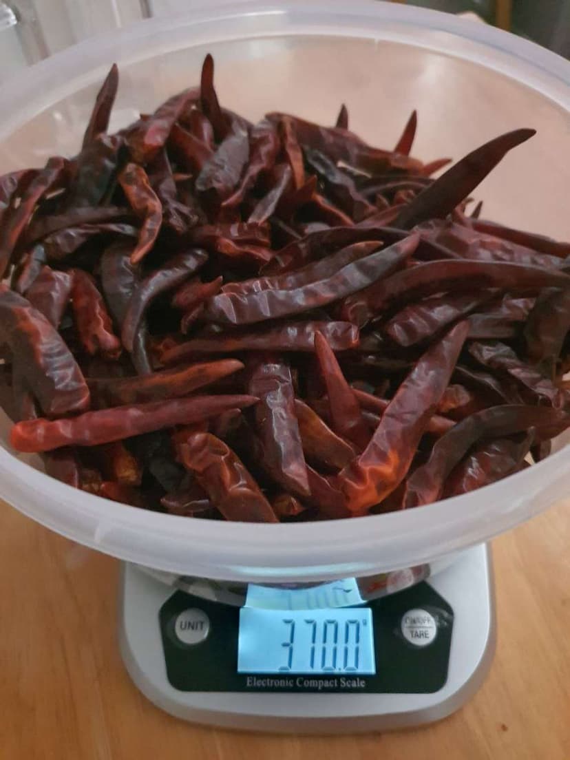 Dried frozen chili from Vietnam