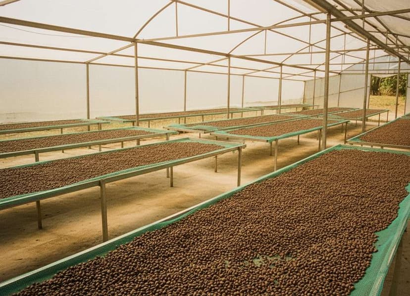 Liberica Excelsa roasted coffee beans wholesale from Vietnam farms