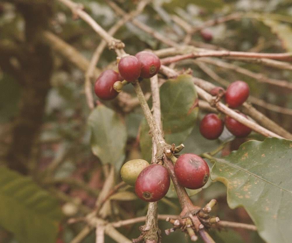 Vietnam Arabica Catimor specialty coffee roasted beans wholesale