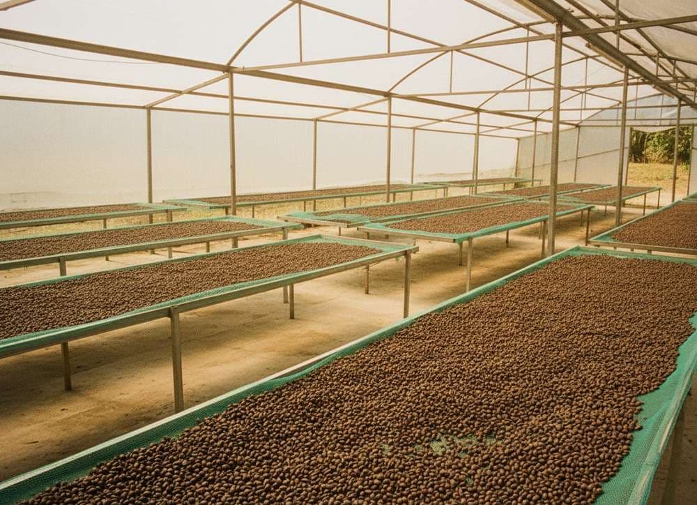 Liberica Excelsa roasted coffee beans wholesale from Vietnam farms